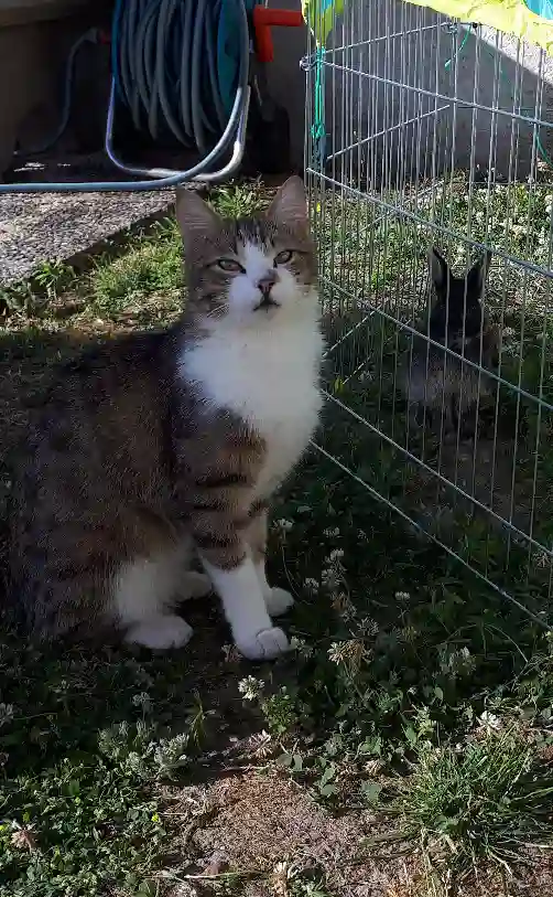 Chat Trouvé 37 Indre-et-Loire - Peps Chat Trouvé 37 Indre-et-Loire - Peps