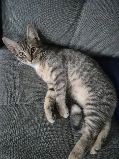 chat reunited   37210 Chançay Rammstein