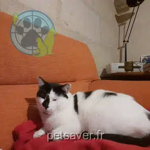 chat reunited 37190 Cheillé Réglisse