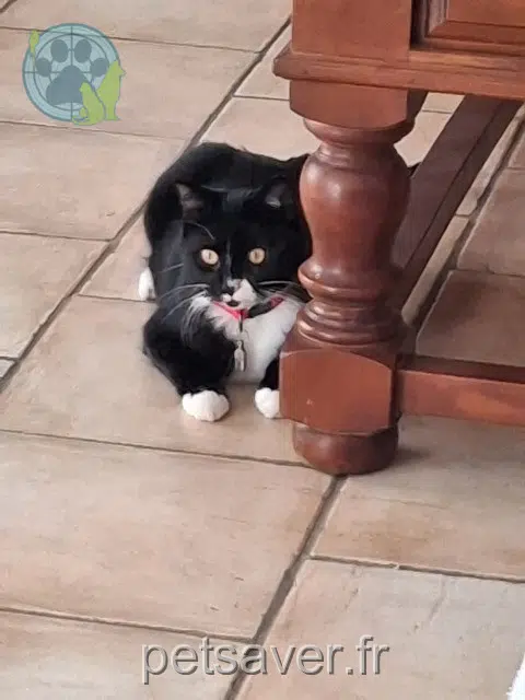 kater reunited 37300 Joué-lès-Tours Samy