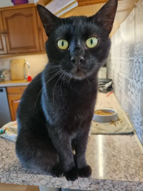 chat reunited   37530 Saint-Règle Saphir