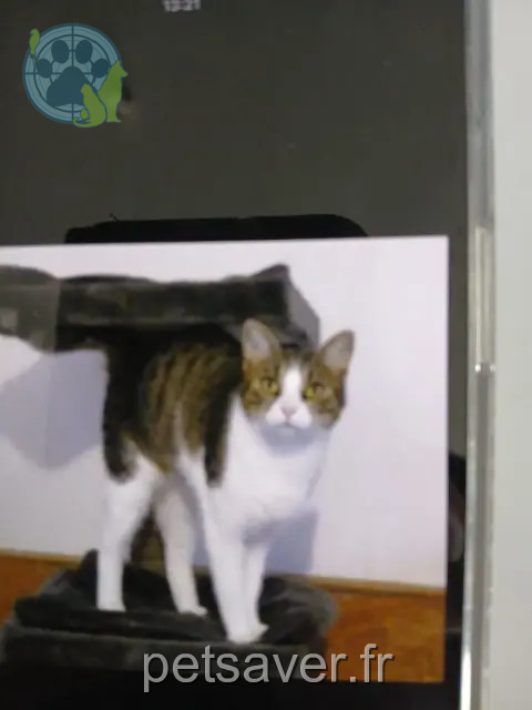 chat reunited   37150 Bléré Sushi