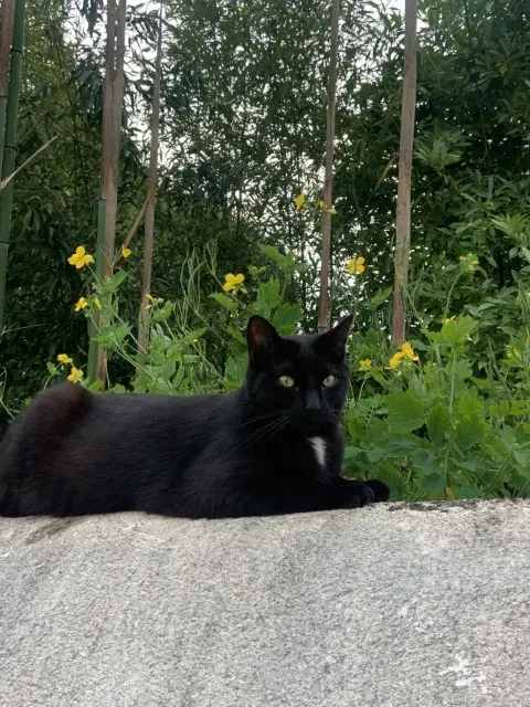 chat reunited   37190 Azay-le-Rideau Tilou