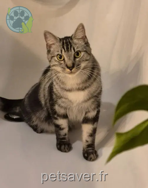 chat reunited   37130 Cinq-Mars-la-Pile Tinto