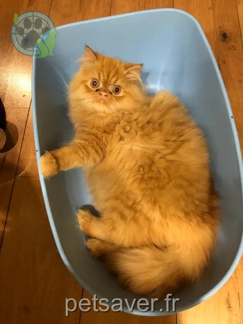 chat reunited Tours CHARLY