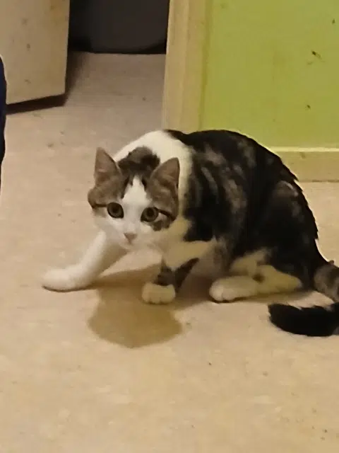 chat reunited    Tours Cirano