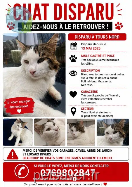 chat reunited    Tours Djidel
