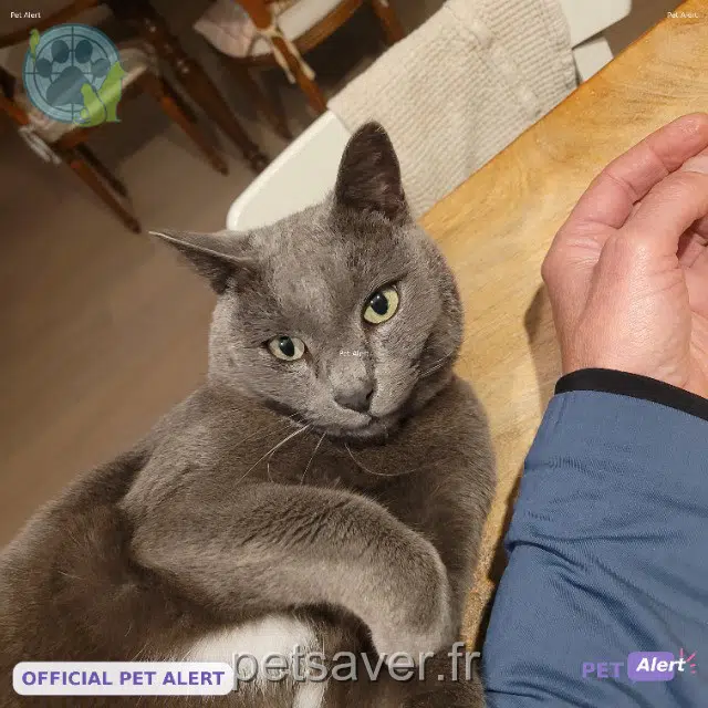 chat reunited Tours Jeanvaljean