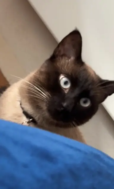 chat reunited    Tours Loki