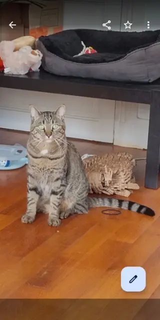 chat reunited    Tours Mimi ou alix