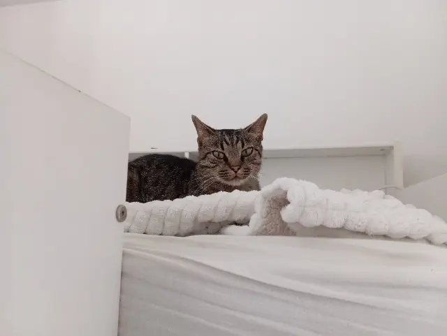 chat reunited    Tours Paco