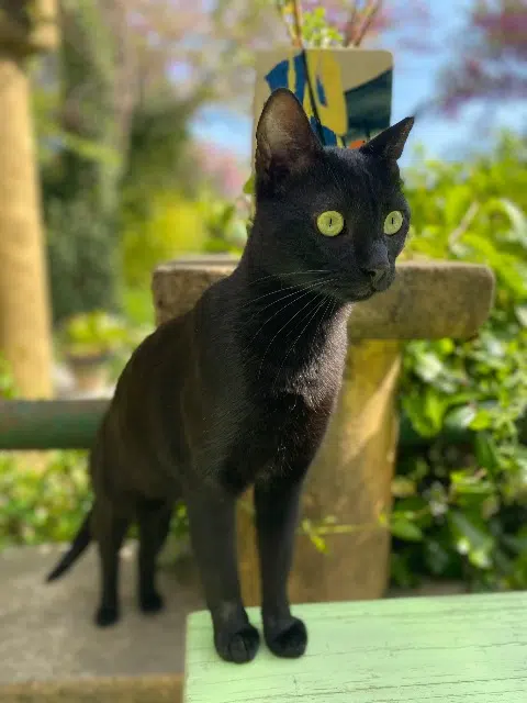 chat reunited    Tours Plumo