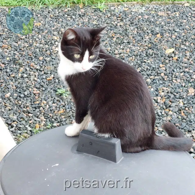 chat reunited   37270 Azay-sur-Cher Vasco