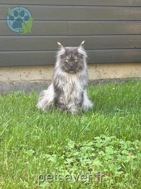 chat reunited   37250 Veigné Vulcain
