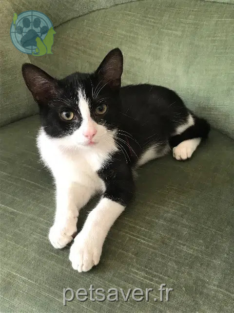 chat reunited 37210 Rochecorbon Zephyr