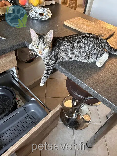 kater reunited 38440 Moidieu-Détourbe Albus
