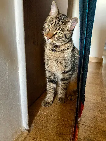 Chat Perdu 38 Isère - Altaï Chat Perdu 38 Isère - Altaï