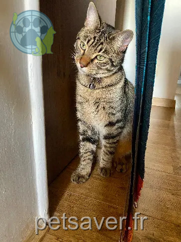 Chat Perdu 38 Isère - Altaï Chat Perdu 38 Isère - Altaï