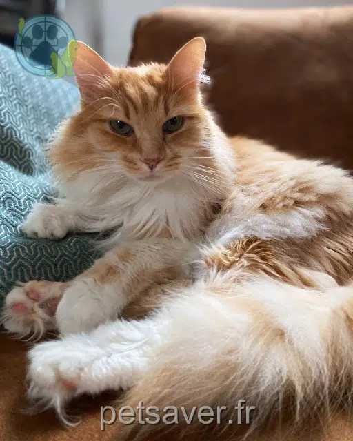 chat reunited 38650 Sinard Awa