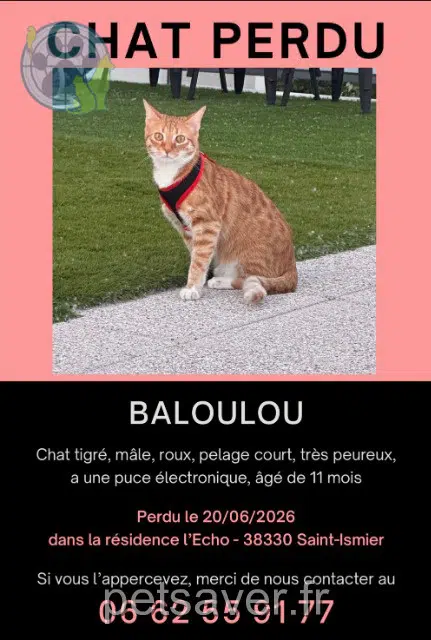 chat reunited 38330 Saint-Ismier Baloulou