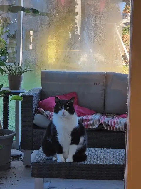 chat reunited   38300 Crachier Bartok