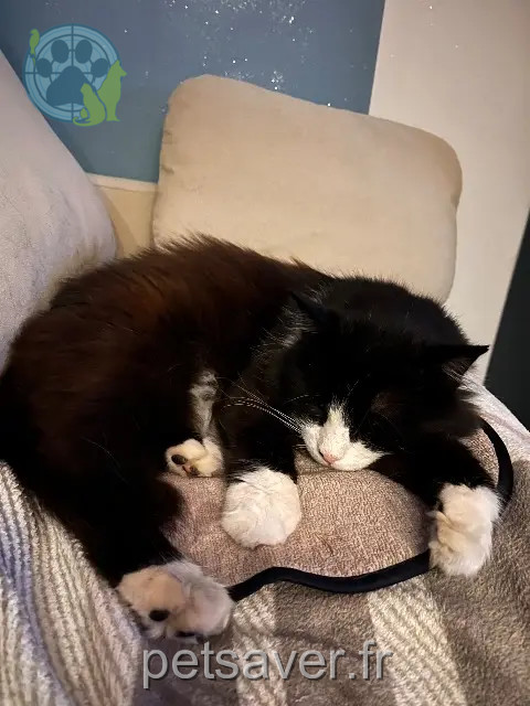 chat reunited 38120 Saint-Égrève Bounty