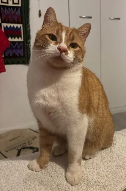 chat reunited   38560 Jarrie Brioche
