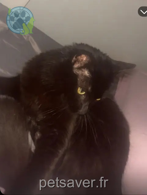 chat reunited 38080 L'Isle-d'Abeau Bébéminou