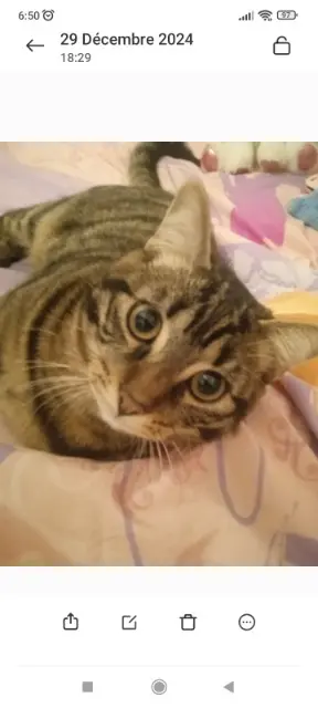 cat reunited   38600 Fontaine Chacha