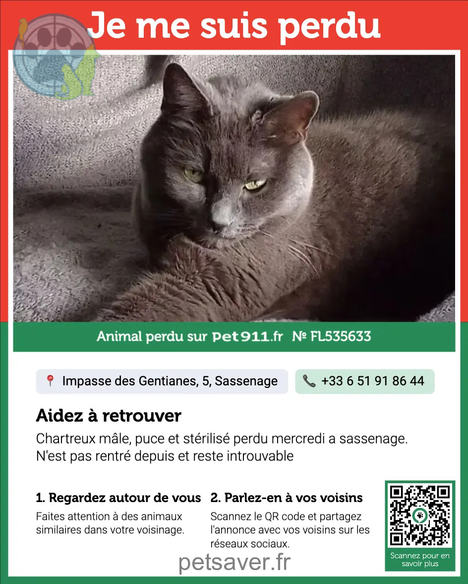 Chat Perdu 38 Isère - Chachou Chat Perdu 38 Isère - Chachou