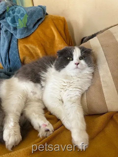 gato reunited 38330 Saint-Ismier Charlie