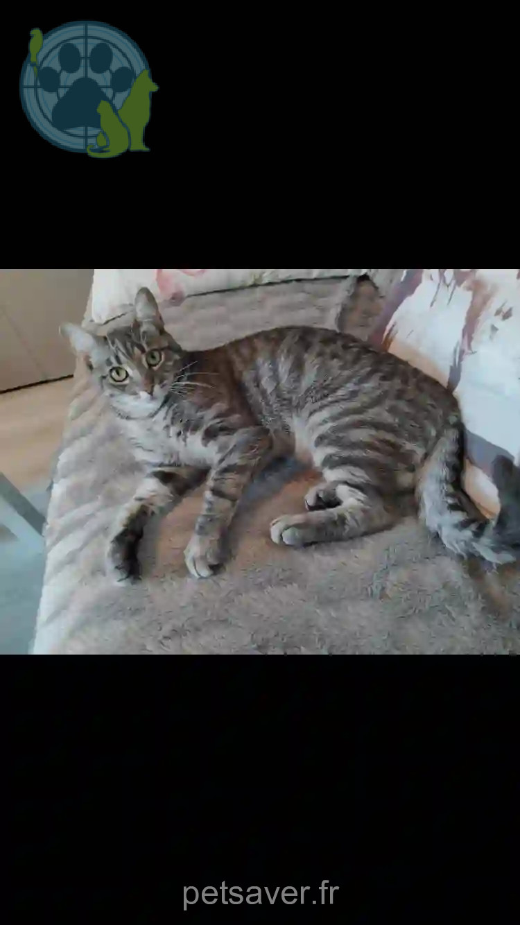 Chat Perdu 38 Isère - Crumble