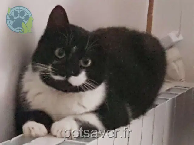 chat reunited 38090 Villefontaine Elliott