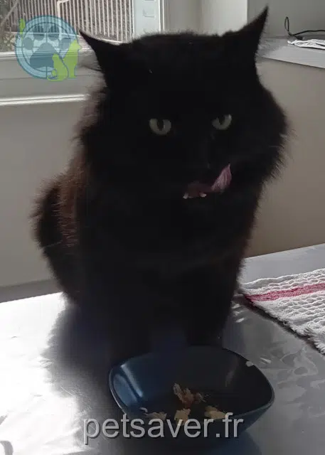 chat reunited   38550 Sablons Felix