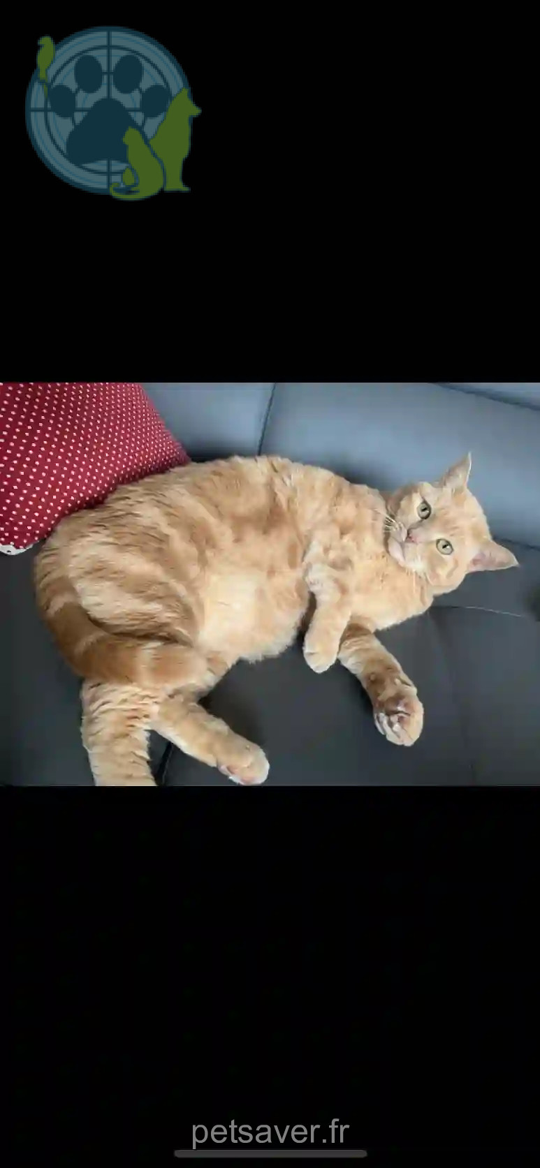 Chat Perdu 38 Isère - Filou Chat Perdu 38 Isère - Filou