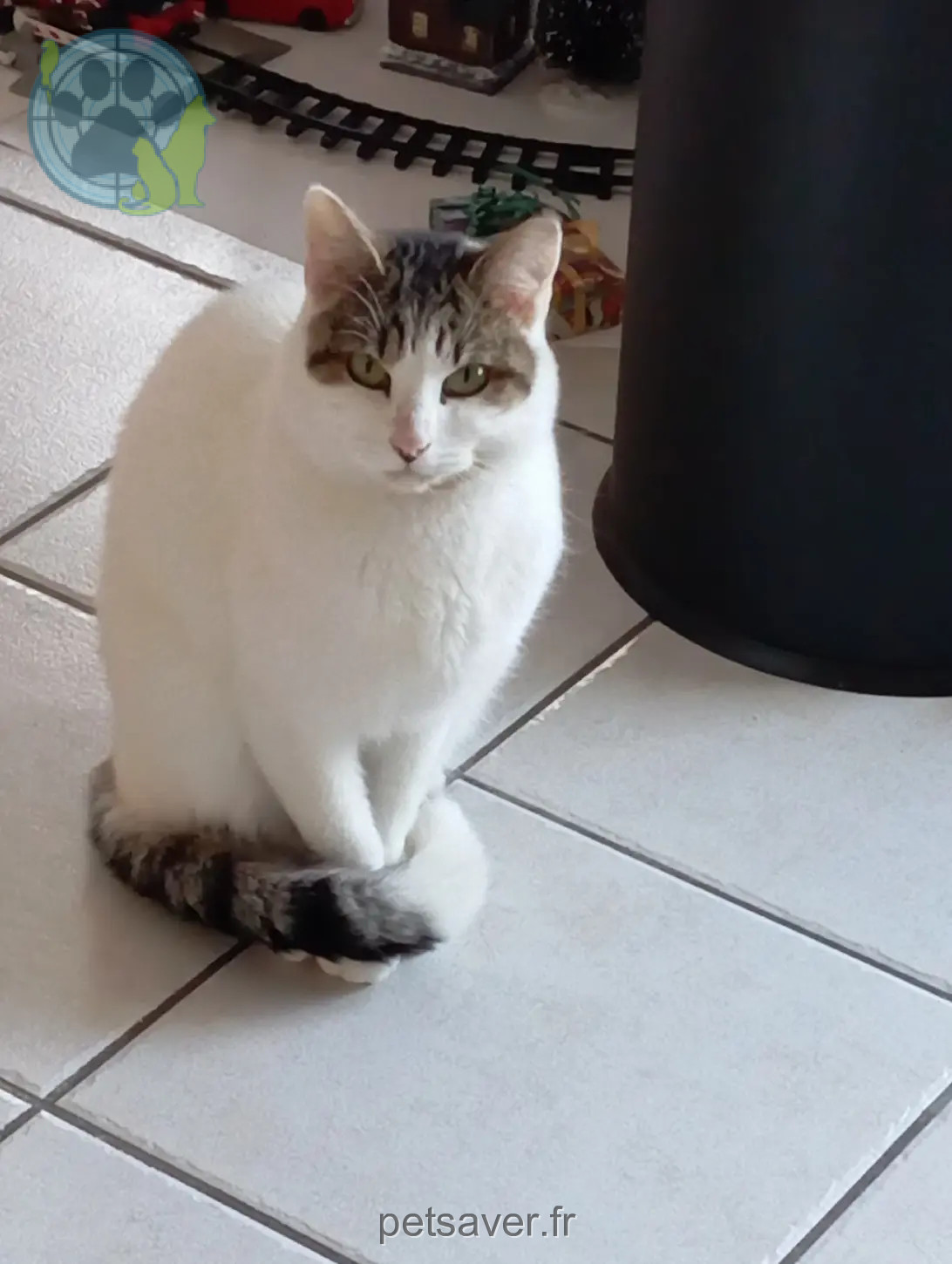 cat reunited 123 Avenue Jules Vallès 38400 Saint-Martin-d'Hères Frantz cat reunited 123 Avenue Jules Vallès 38400 Saint-Martin-d'Hères Frantz