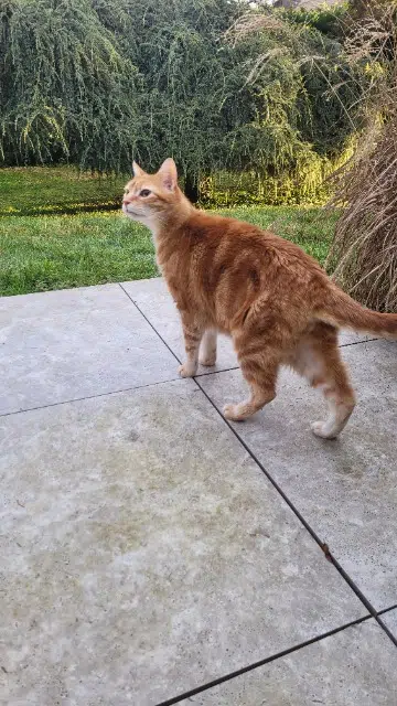 chat reunited   38290 La Verpillière Freud