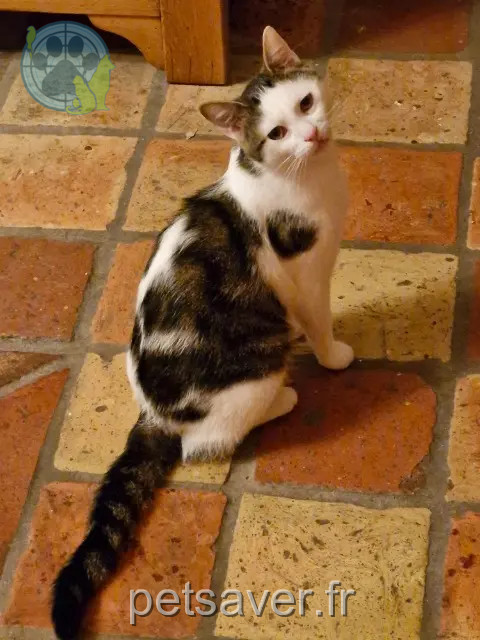 gatto reunited 38690 Torchefelon Fripouille