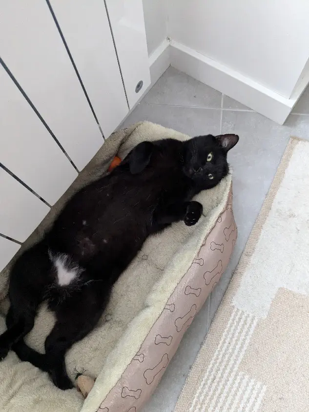 Chat Perdu 38 Isère Chat Perdu 38 Isère
