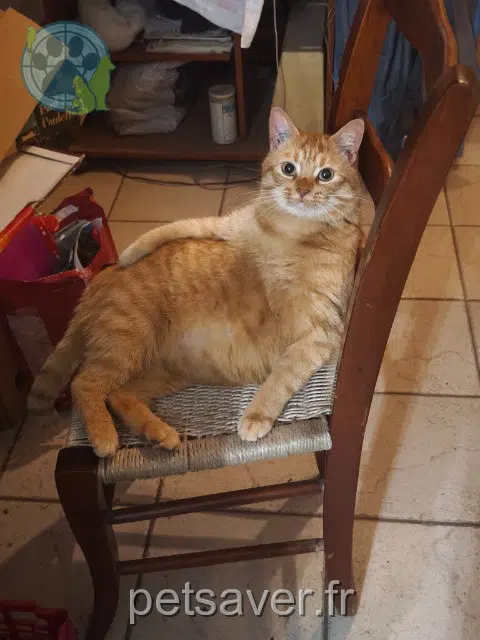 chat reunited   38370 Saint-Clair-du-Rhône Garfield