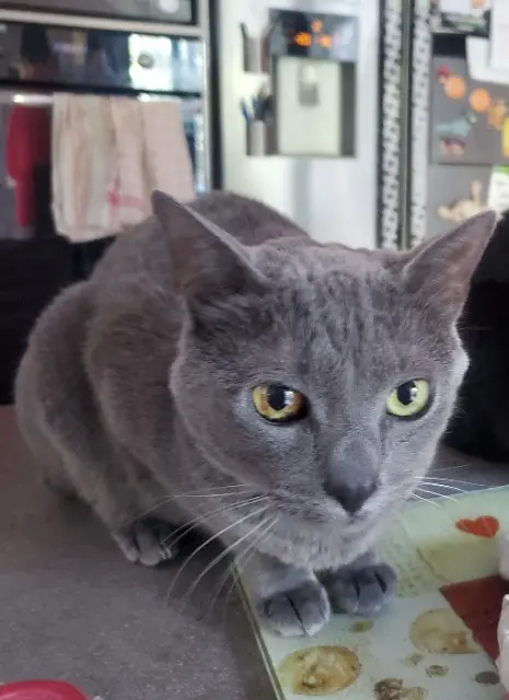 chat reunited   38170 Seyssinet-Pariset Gibbs
