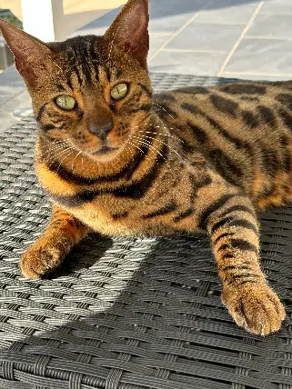 Chat Perdu 38 Isère - Goku Chat Perdu 38 Isère - Goku