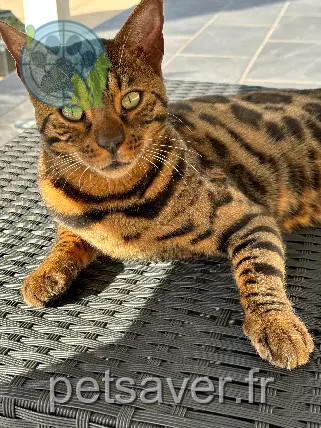 Chat Perdu 38 Isère - Goku Chat Perdu 38 Isère - Goku