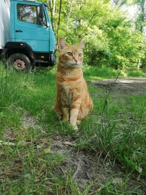 chat reunited   38500 Voiron Goliath