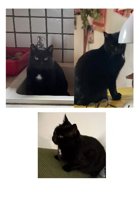 chat reunited    Grenoble Augusto