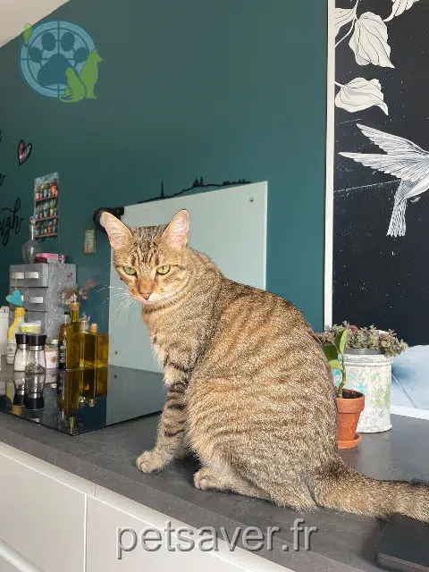 chat reunited    Grenoble Capi