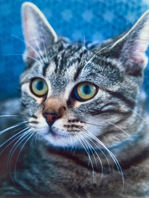 chat reunited    Grenoble Charlie
