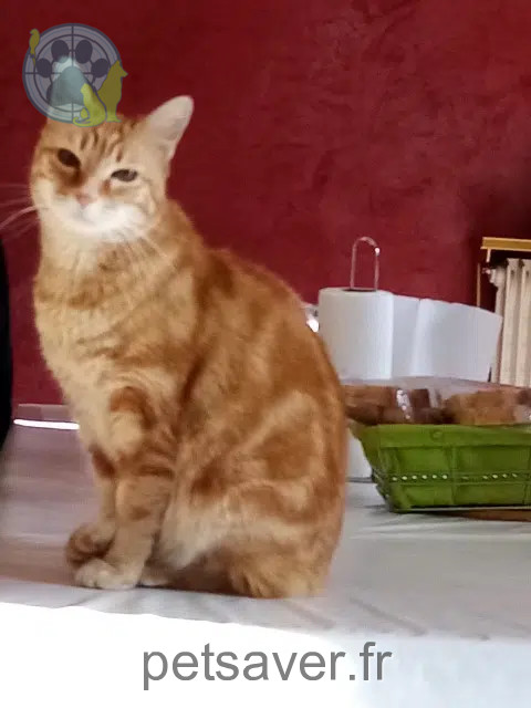 chat reunited Grenoble Junior
