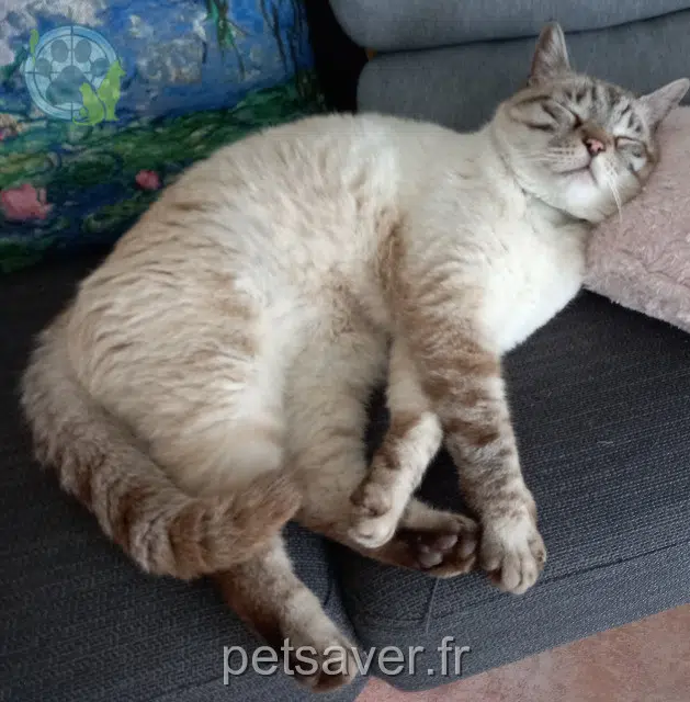 chat reunited Grenoble Kyrios