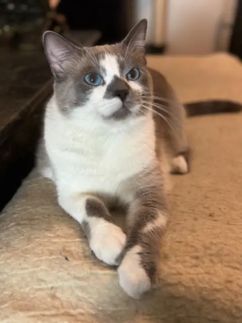 chat reunited    Grenoble Le Gris